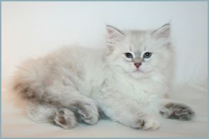 Female Siberian Kitten from Deedlebug Siberians